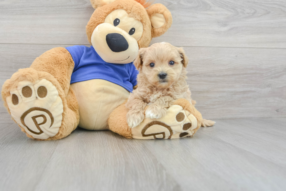 Maltipoo Pup Being Cute