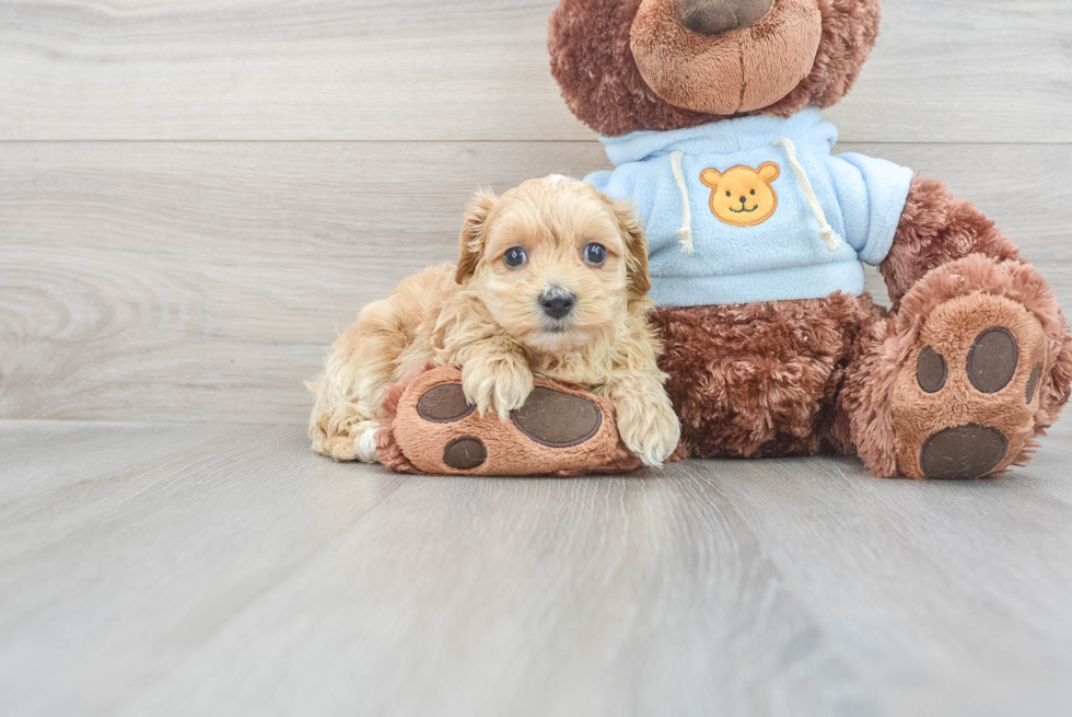 Adorable Maltese Poodle Poodle Mix Puppy