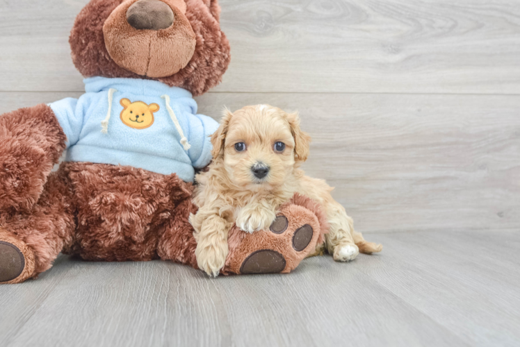 Friendly Maltipoo Baby