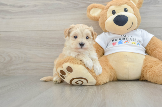 Hypoallergenic Malt Oodle Poodle Mix Puppy