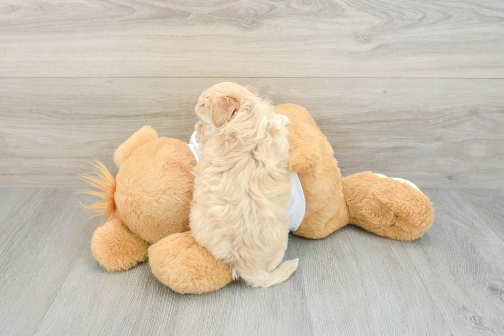 Maltipoo Puppy for Adoption