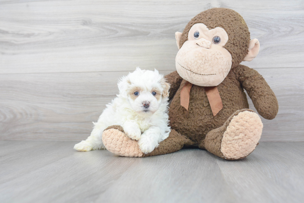 Best Maltipoo Baby