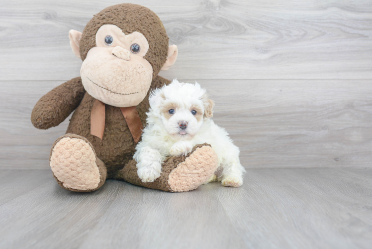 Maltipoo Pup Being Cute