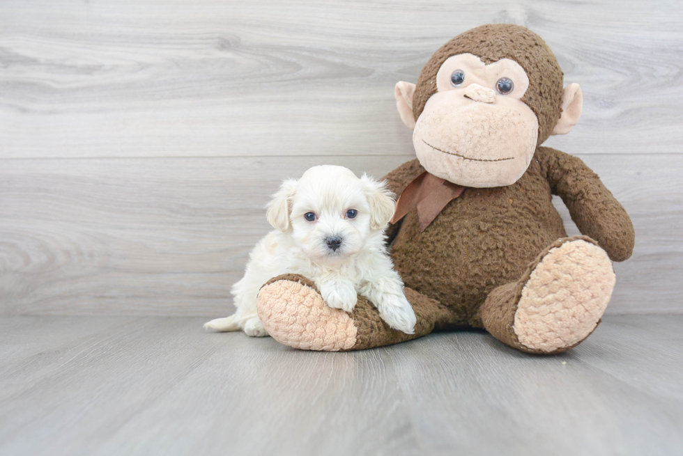 Maltipoo Pup Being Cute