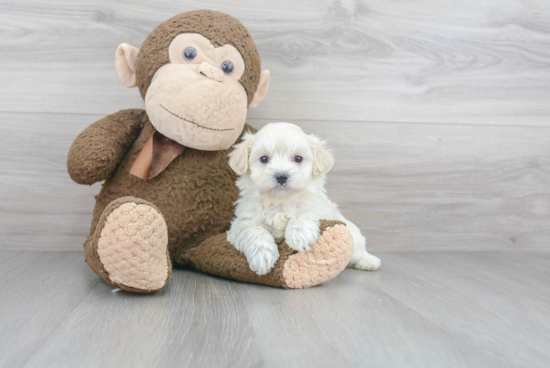 Best Maltipoo Baby