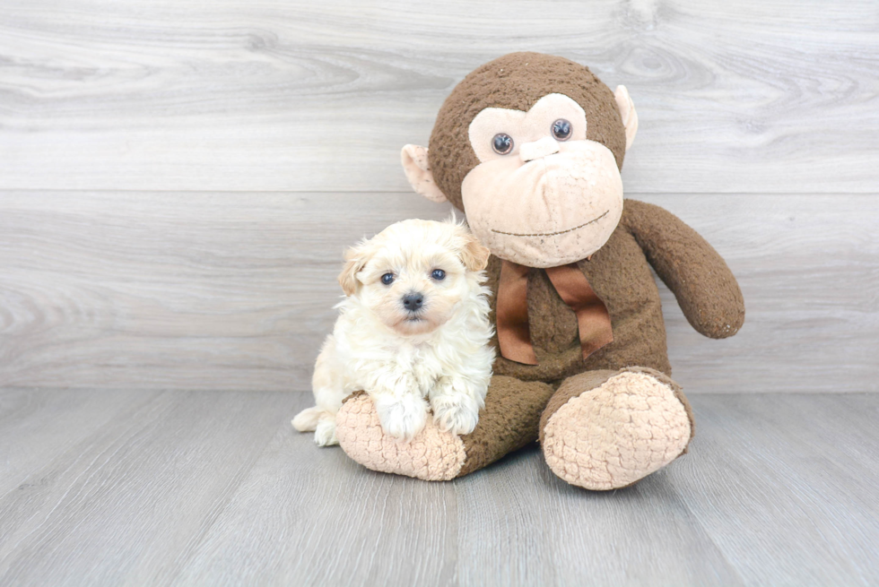 Little Maltepoo Poodle Mix Puppy