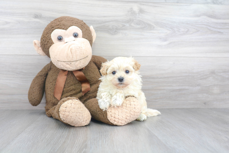 Adorable Maltepoo Poodle Mix Puppy