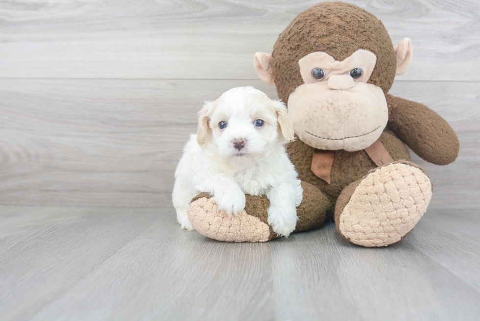 Petite Maltipoo Poodle Mix Pup