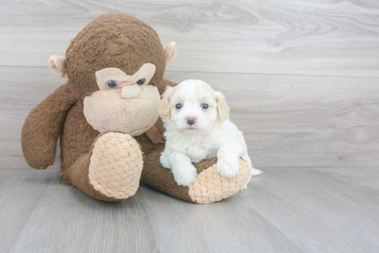 Maltipoo Puppy for Adoption