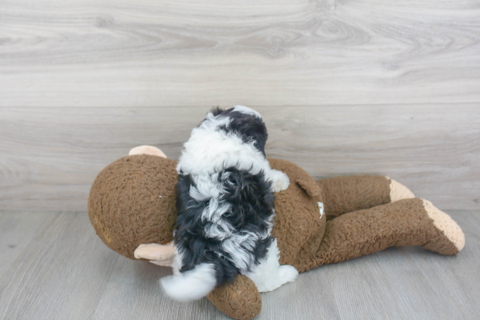 Popular Maltipoo Poodle Mix Pup