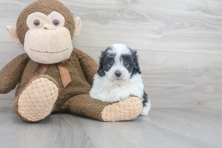 Maltipoo Pup Being Cute