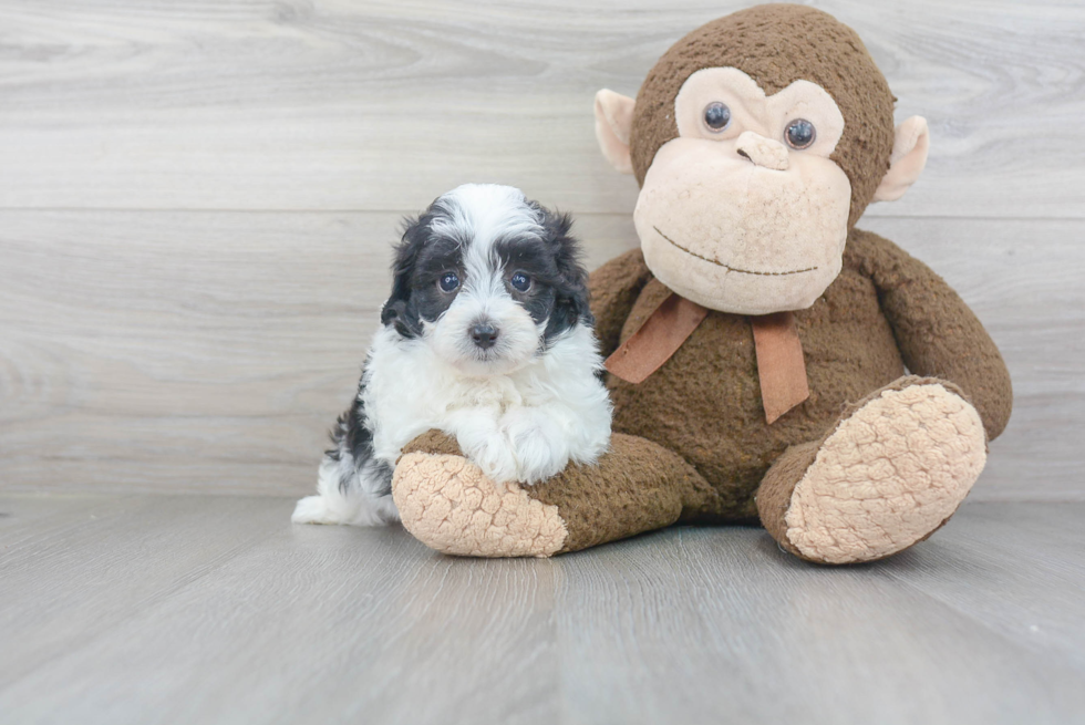 Hypoallergenic Maltese Poodle Poodle Mix Puppy