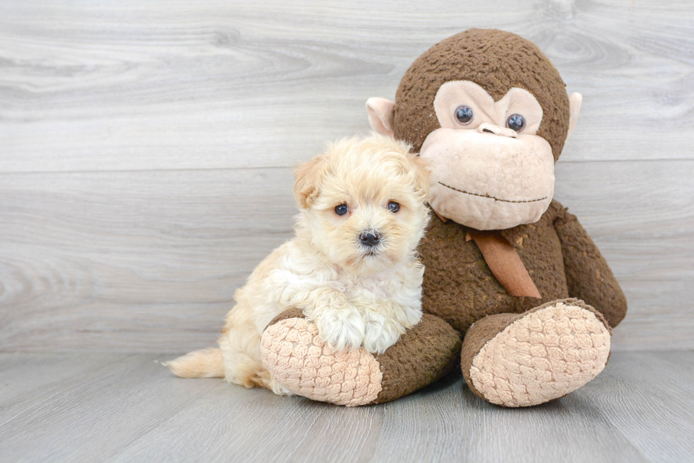 Maltipoo Puppy for Adoption