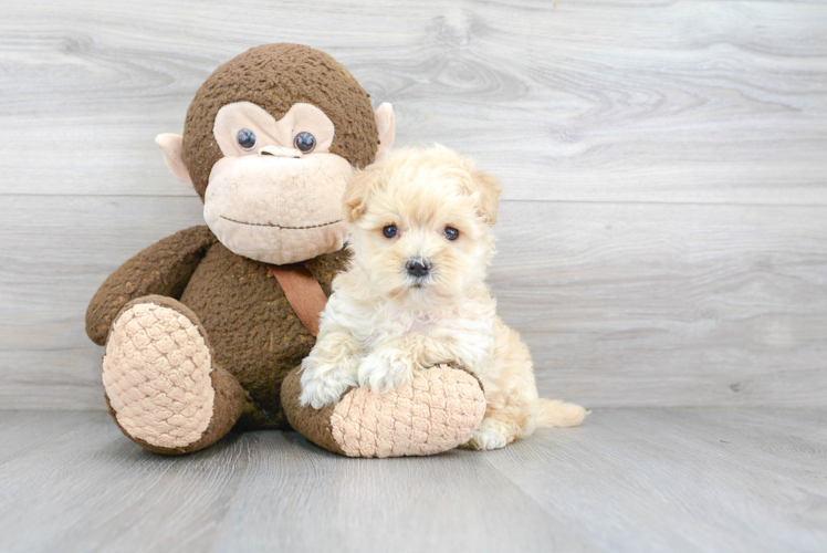 Popular Maltipoo Poodle Mix Pup