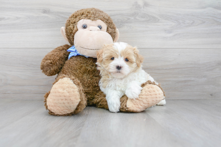 Maltipoo Pup Being Cute