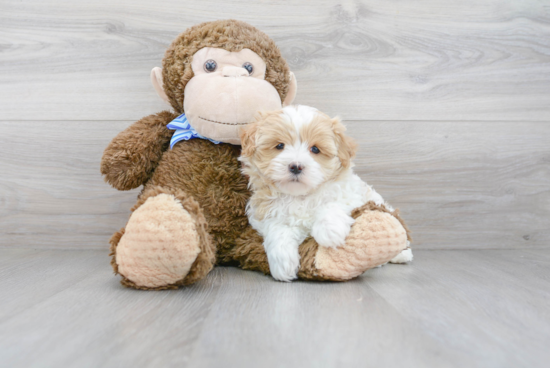 Maltipoo Pup Being Cute