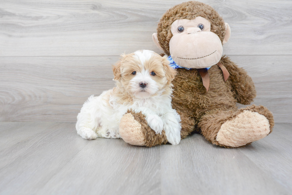 Maltipoo Pup Being Cute