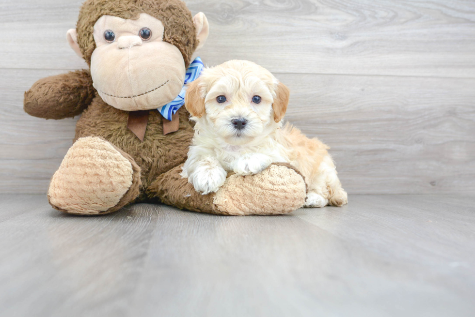 Smart Maltipoo Poodle Mix Pup