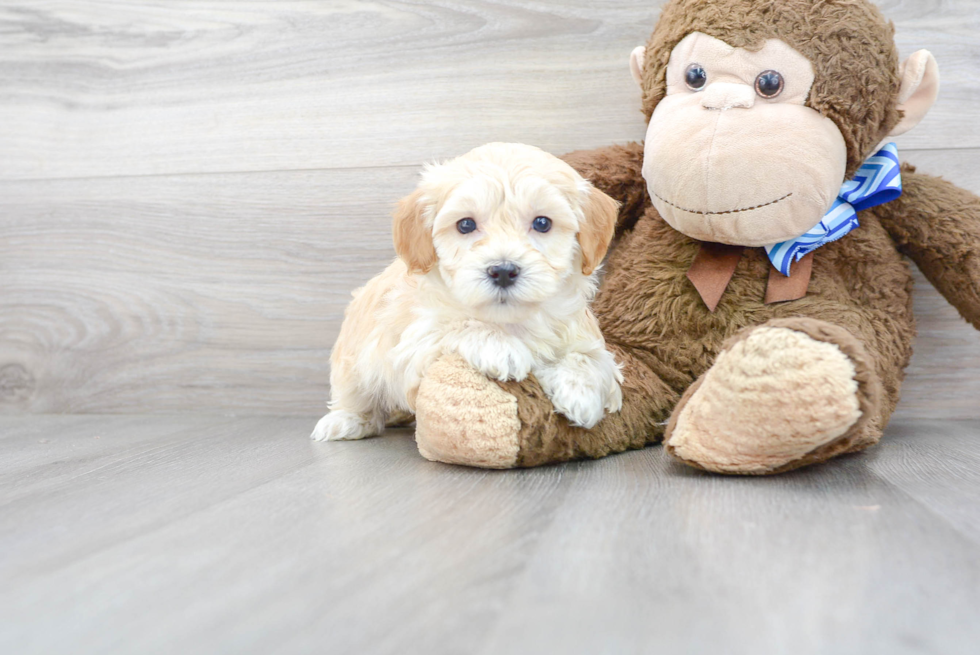 Maltipoo Puppy for Adoption