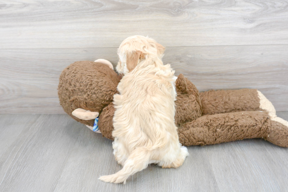 Maltipoo Pup Being Cute