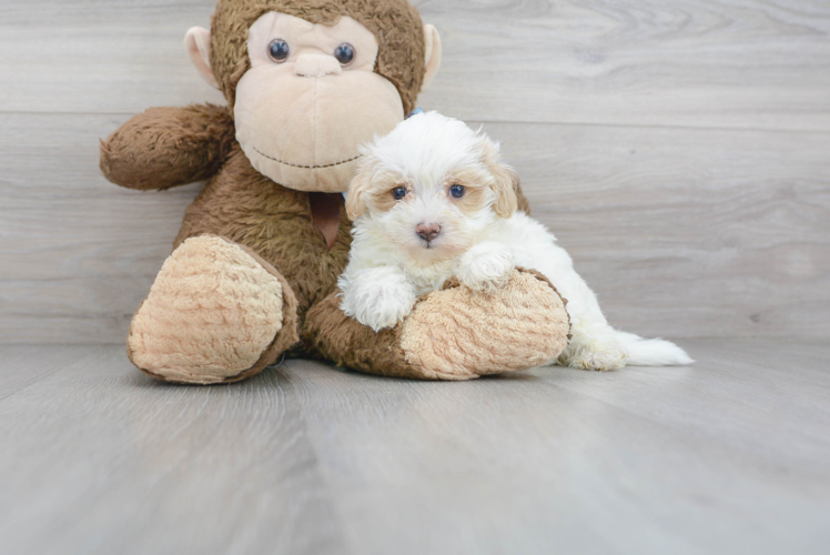 Maltipoo Pup Being Cute