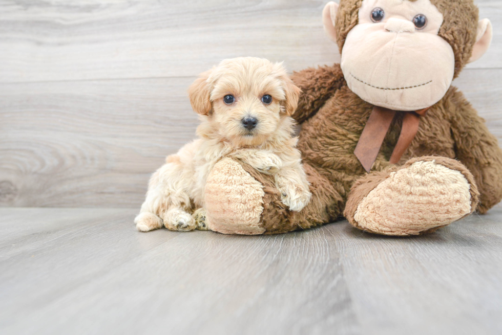 Maltipoo Pup Being Cute