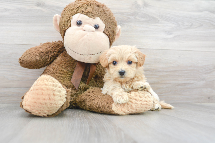 Petite Maltipoo Poodle Mix Pup