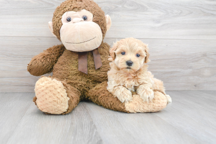 Hypoallergenic Maltepoo Poodle Mix Puppy