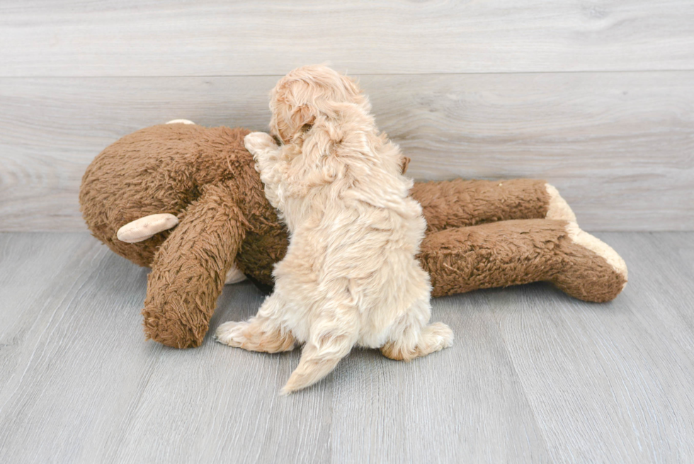 Friendly Maltipoo Baby