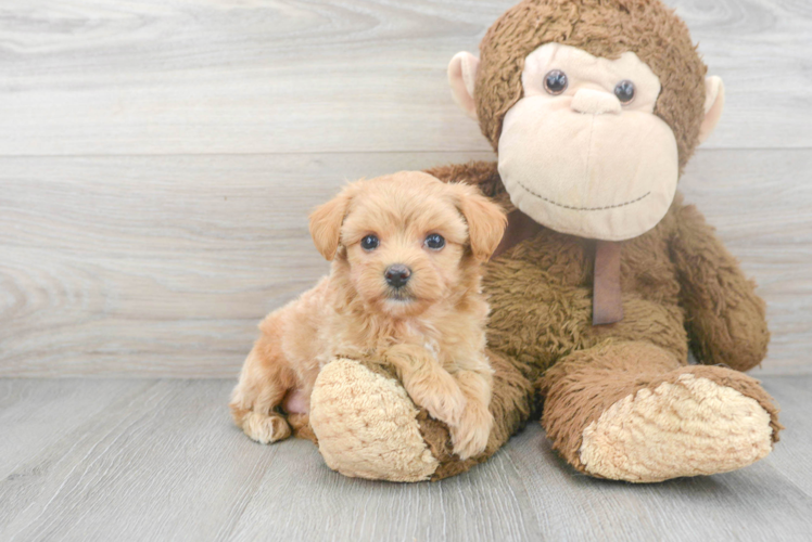 Friendly Maltipoo Baby