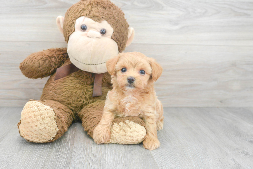 Funny Maltipoo Poodle Mix Pup