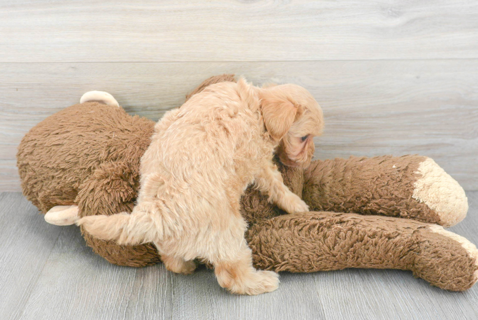 Sweet Maltipoo Baby