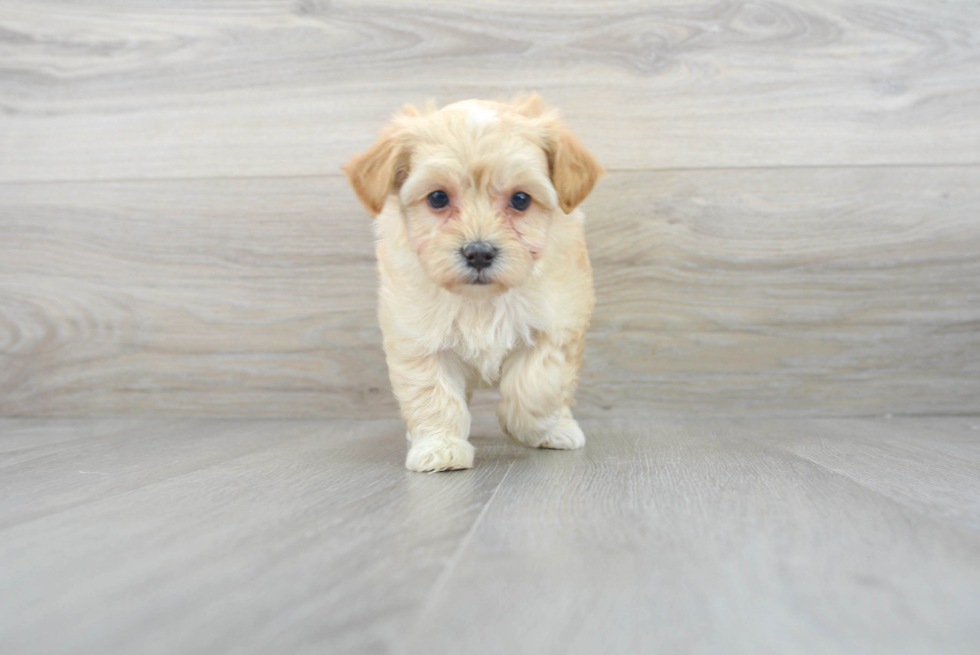 Petite Maltipoo Poodle Mix Pup