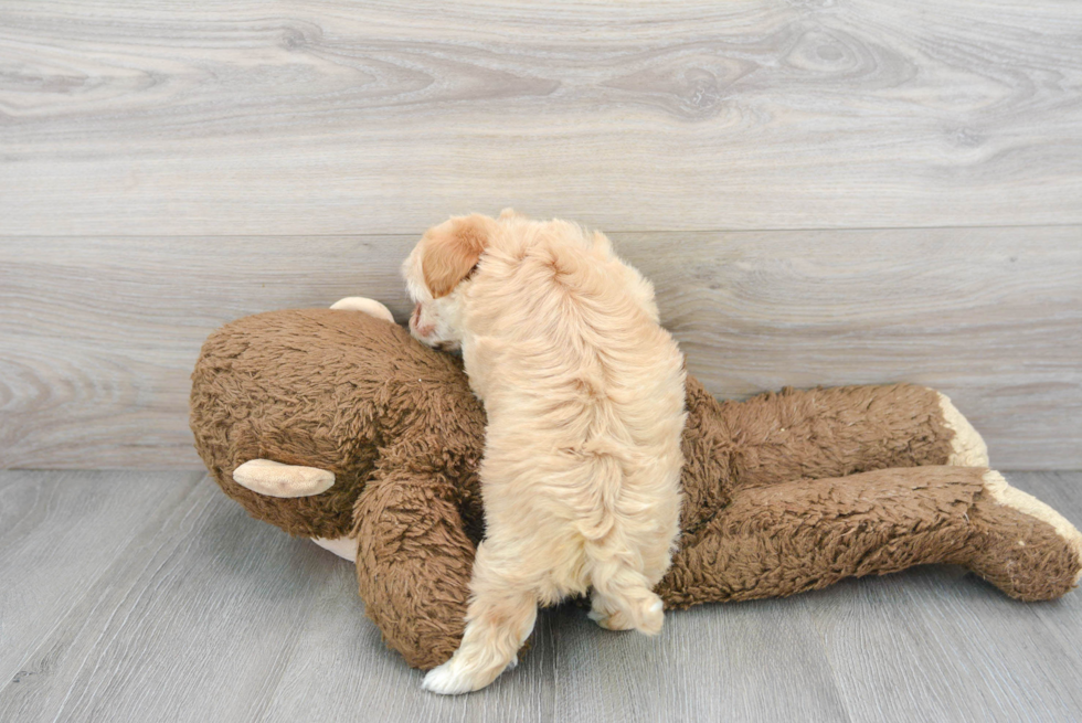 Energetic Maltepoo Poodle Mix Puppy