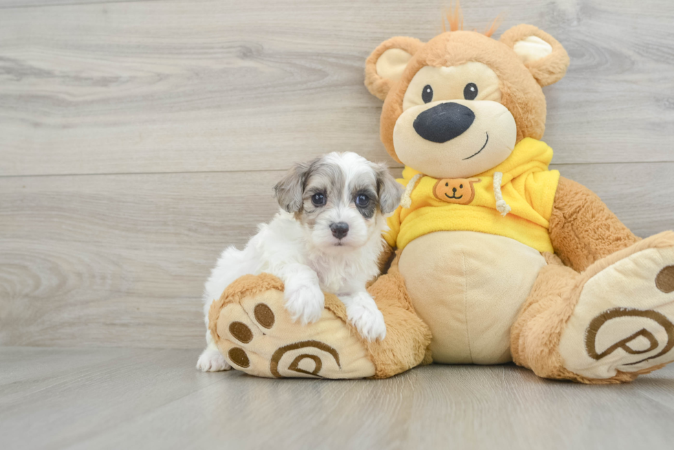 Maltipoo Pup Being Cute