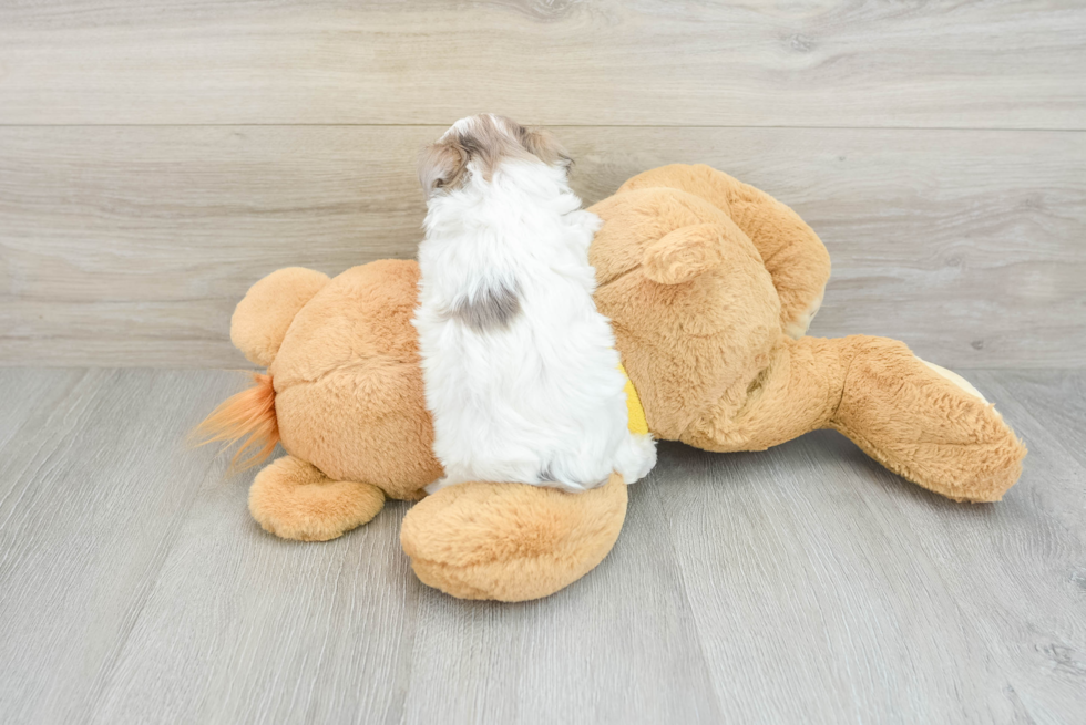 Maltipoo Pup Being Cute