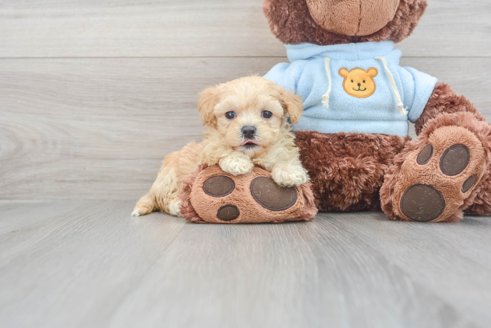 Popular Maltipoo Poodle Mix Pup