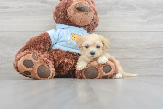 Best Maltipoo Baby