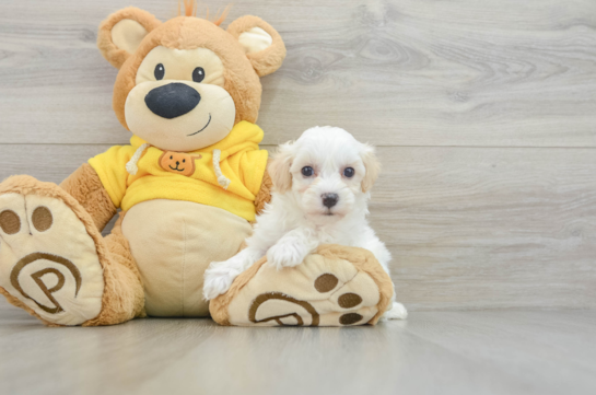 Little Multipoo Poodle Mix Puppy