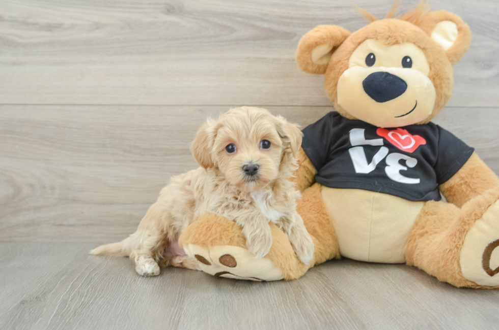 6 week old Maltipoo Puppy For Sale - Premier Pups