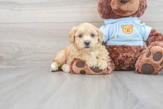 Maltipoo Puppy for Adoption