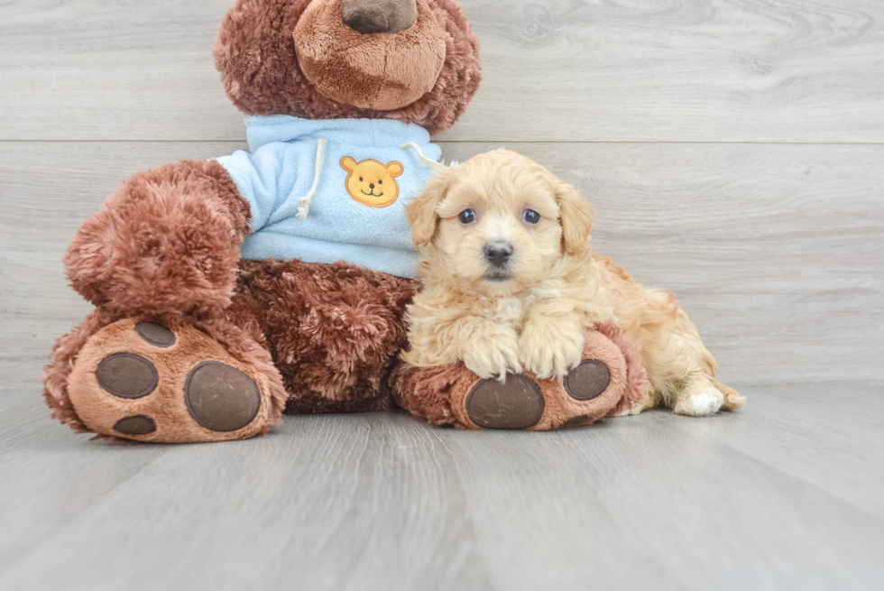 Small Maltipoo Baby