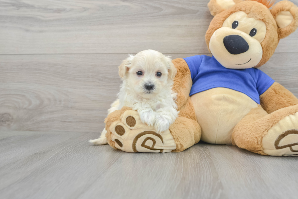 Maltipoo Pup Being Cute