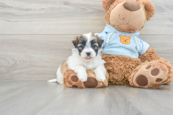 Maltipoo Puppy for Adoption