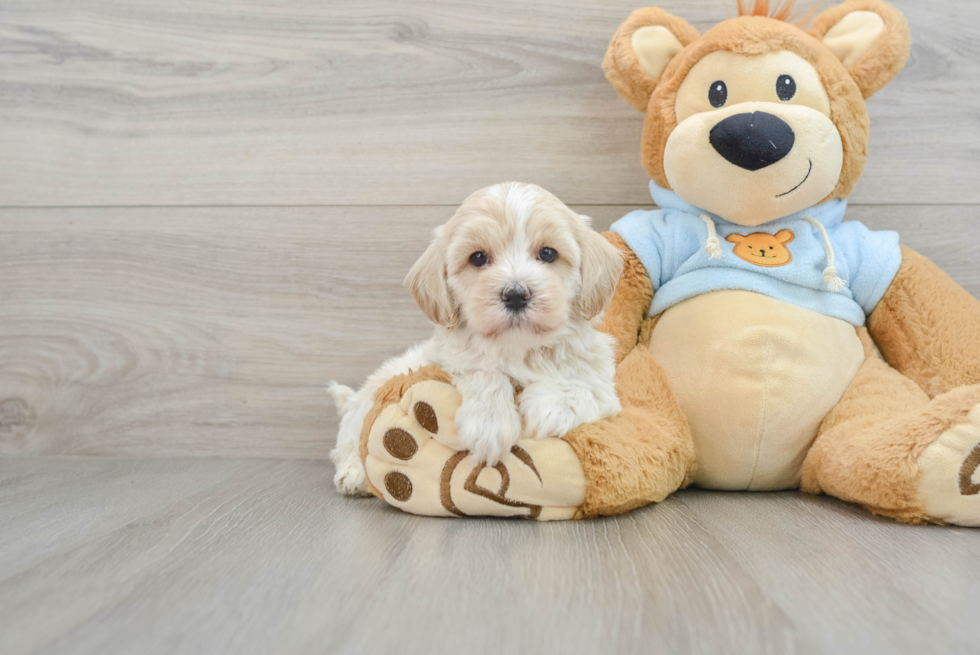 Hypoallergenic Maltepoo Poodle Mix Puppy