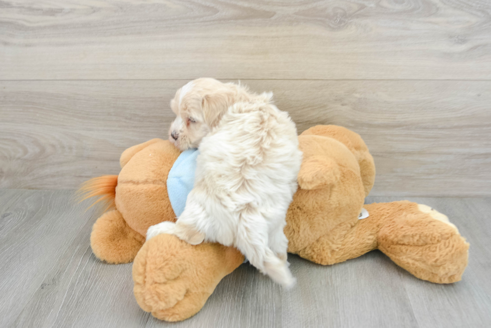Maltipoo Pup Being Cute