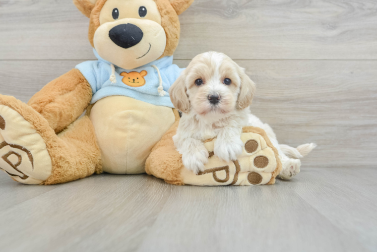 Best Maltipoo Baby