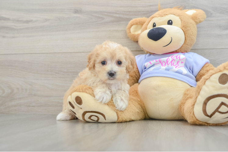 Maltipoo Pup Being Cute