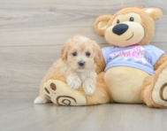 8 week old Maltipoo Puppy For Sale - Premier Pups