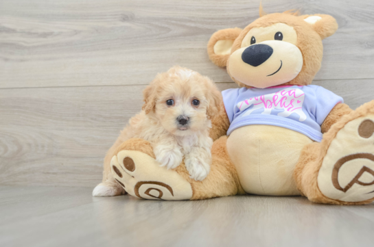 Maltipoo Pup Being Cute
